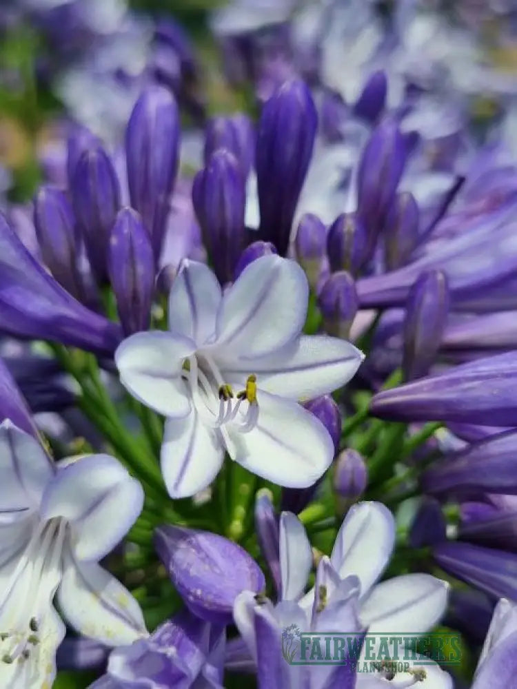 Agapanthus Midnight Moon - Agapanthus