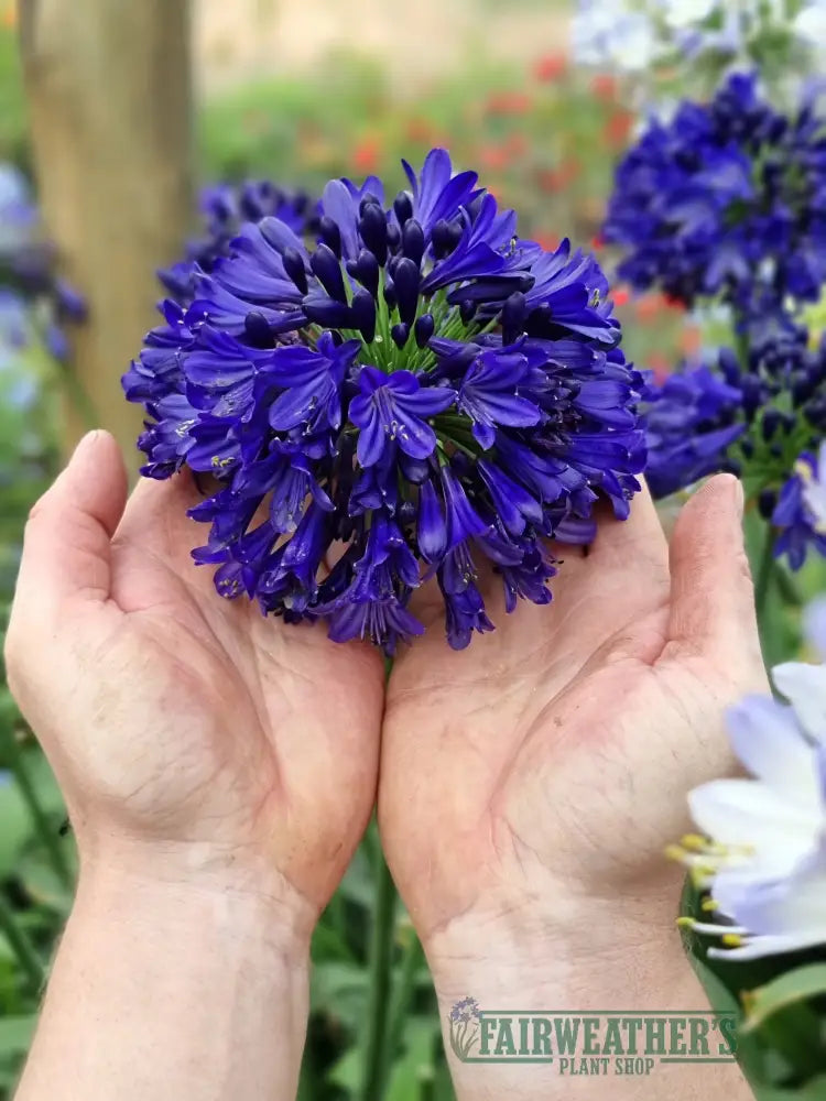 Agapanthus Midnight Sky
