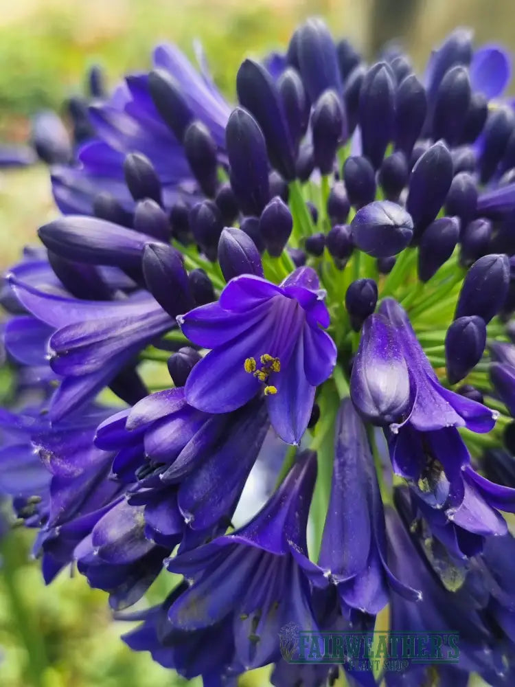 Agapanthus Midnight Sky