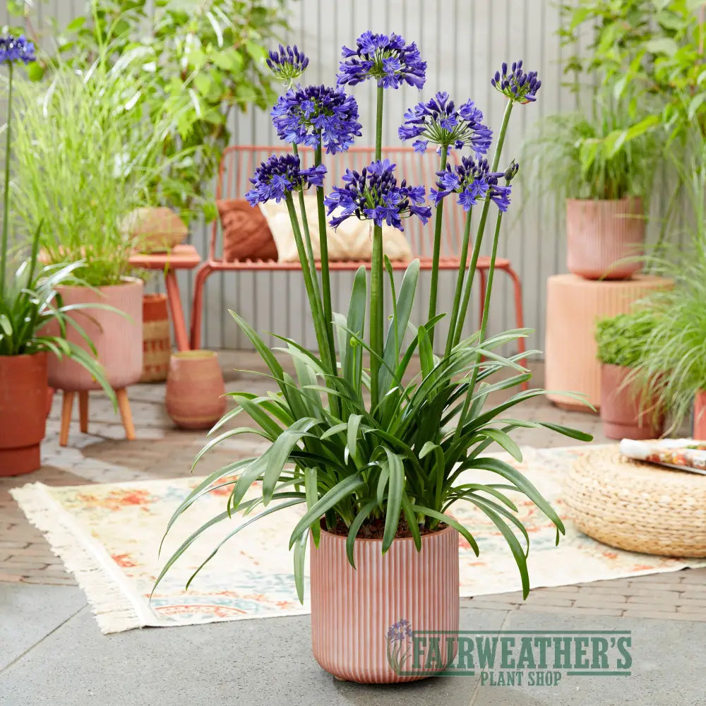 Agapanthus Midnight Sky