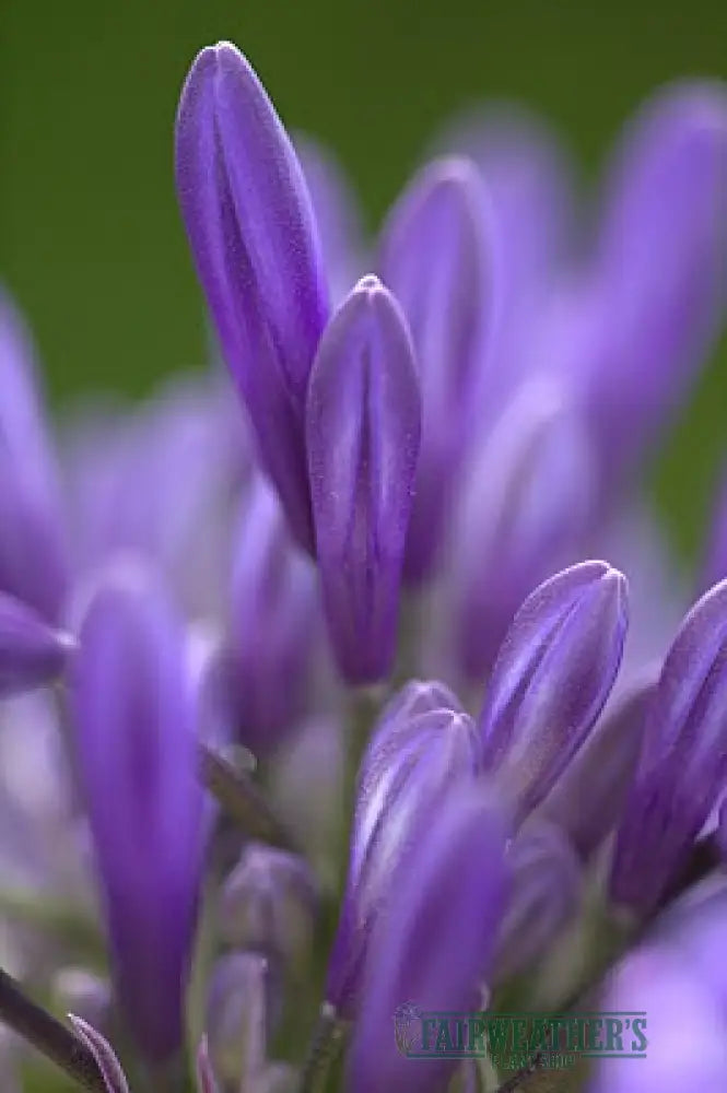 Agapanthus Navy Blue
