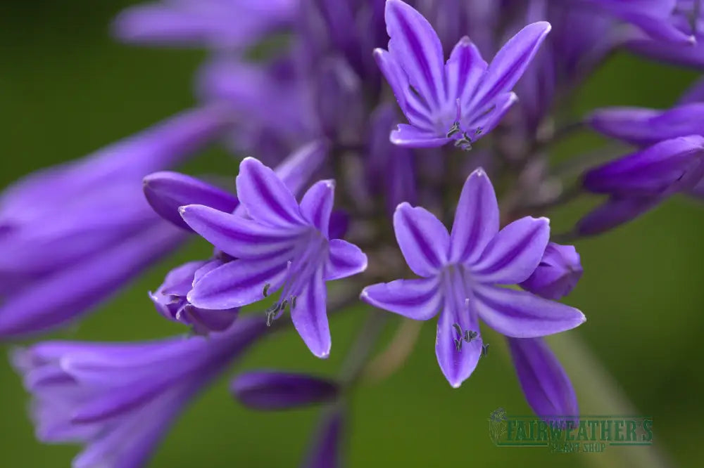 Agapanthus Navy Blue