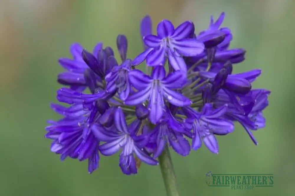 Agapanthus Northern Star
