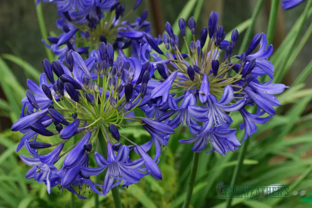 Agapanthus Northern Star
