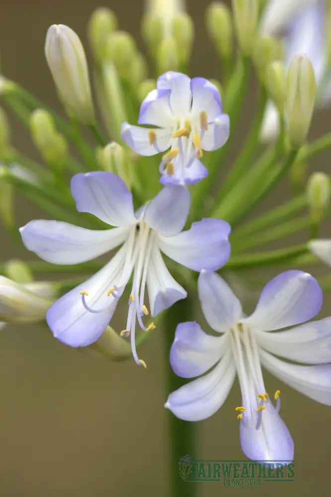 Agapanthus Phantom - Agapanthus