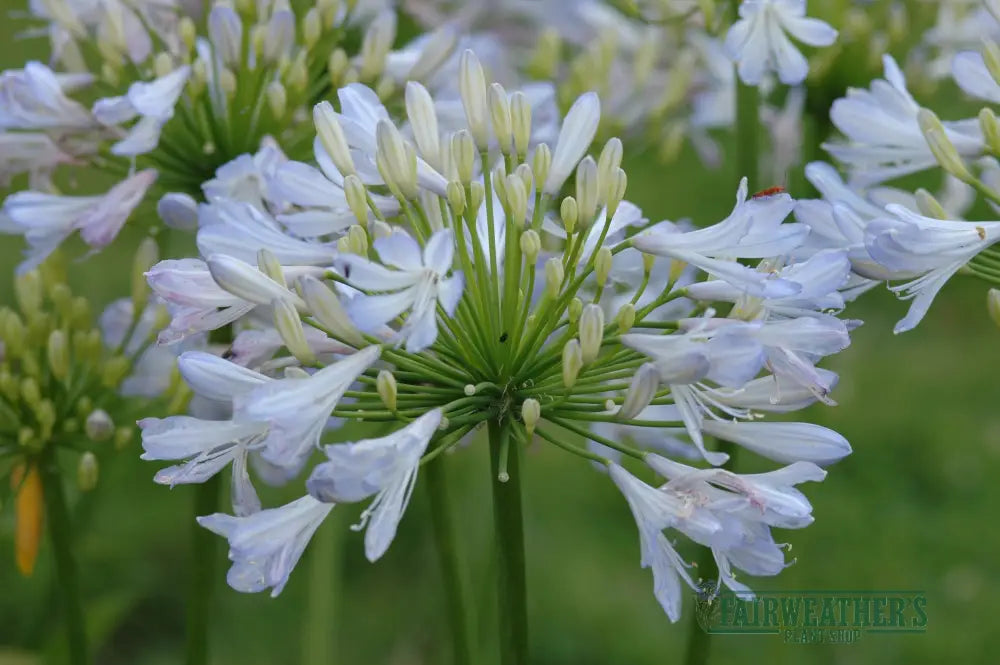 Agapanthus Phantom - Agapanthus