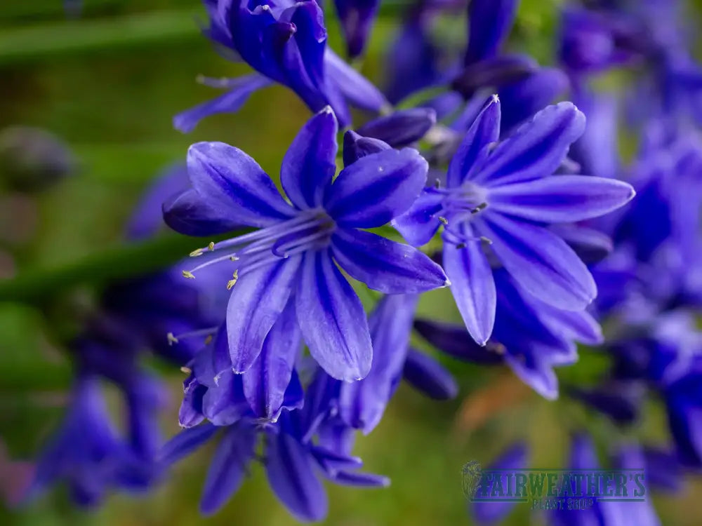 Agapanthus Pino - Agapanthus
