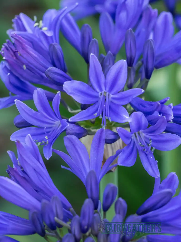 Agapanthus Pino - Agapanthus