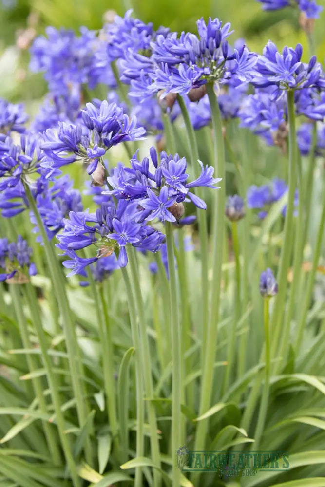 Agapanthus Pino - Agapanthus