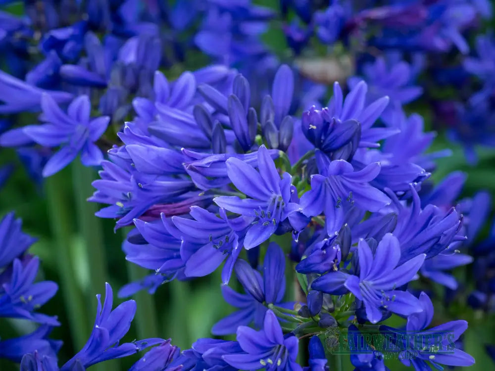 Agapanthus Pino - Agapanthus