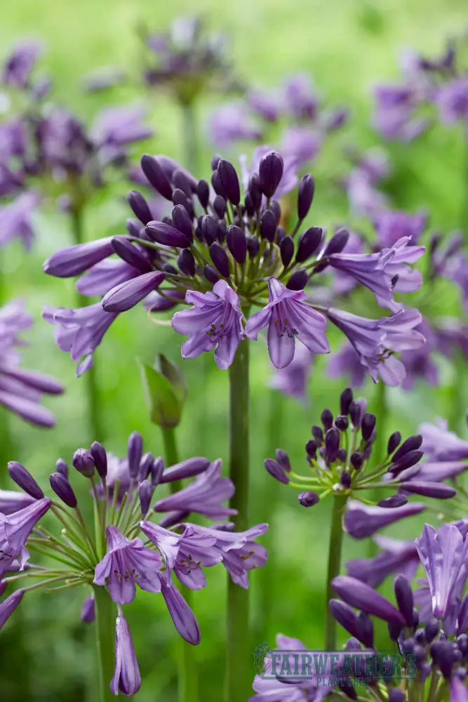 Agapanthus Poppin Purple