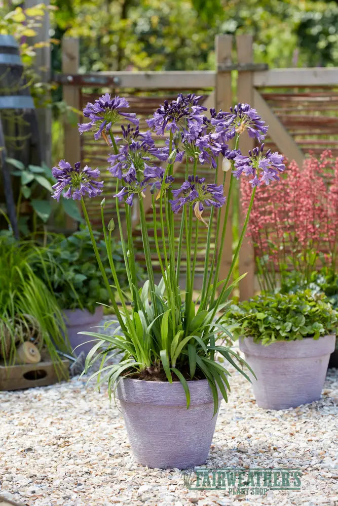 Agapanthus Poppin Purple