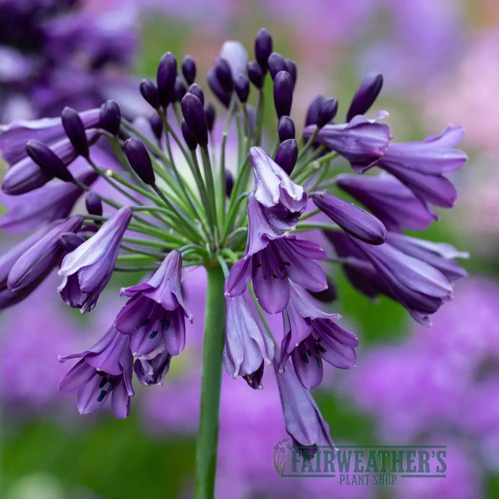 Agapanthus Poppin Purple
