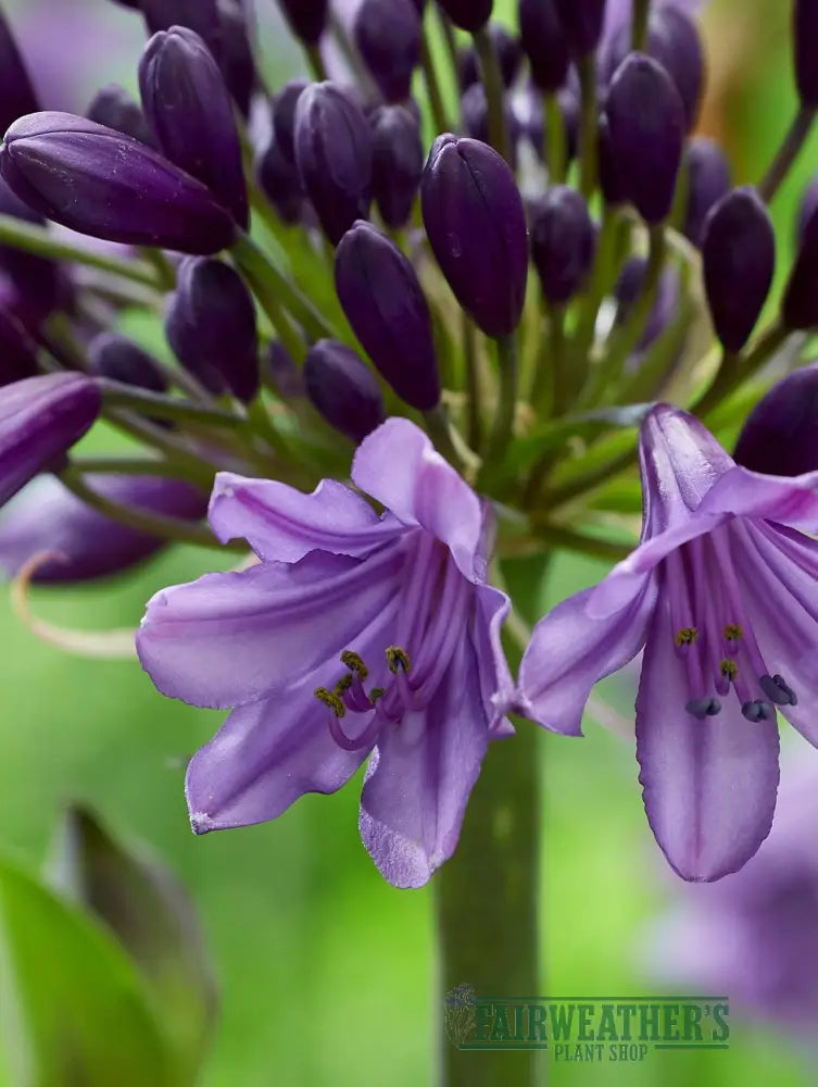 Agapanthus Poppin Purple