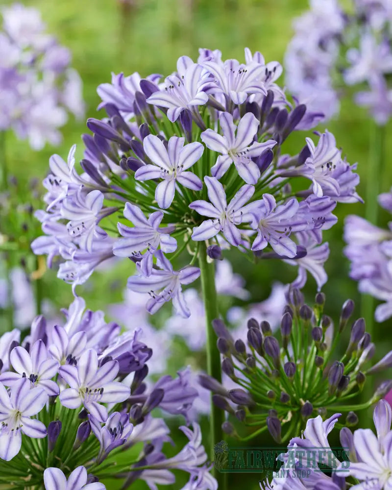 Agapanthus Poppin Star