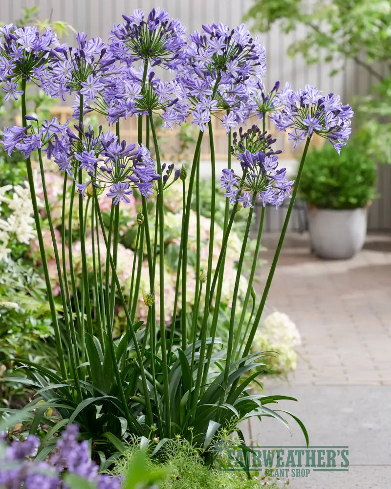 Agapanthus Poppin Star