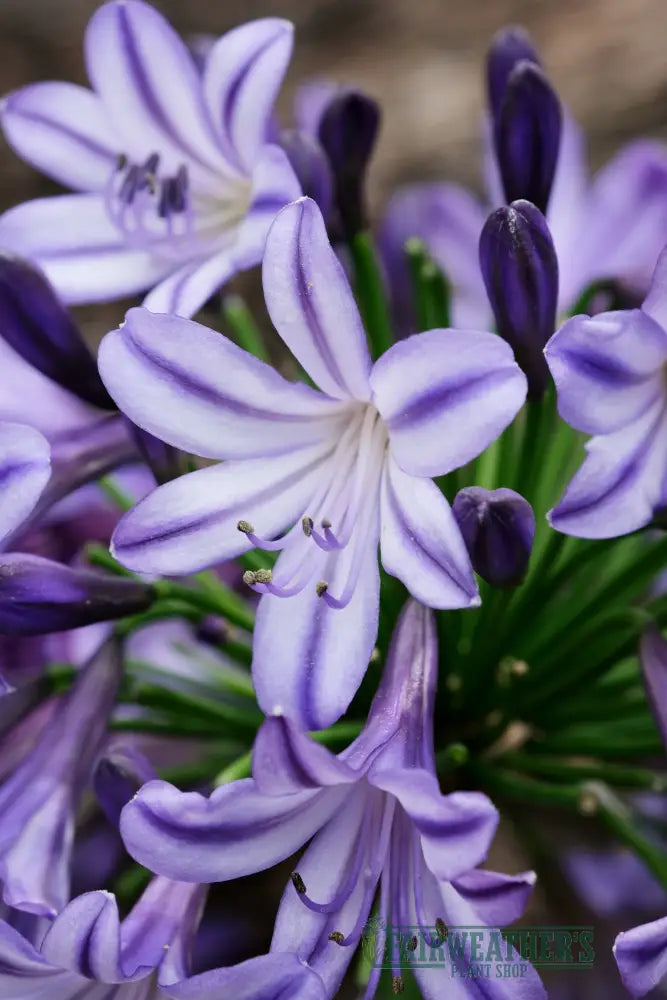 Agapanthus Poppin Star