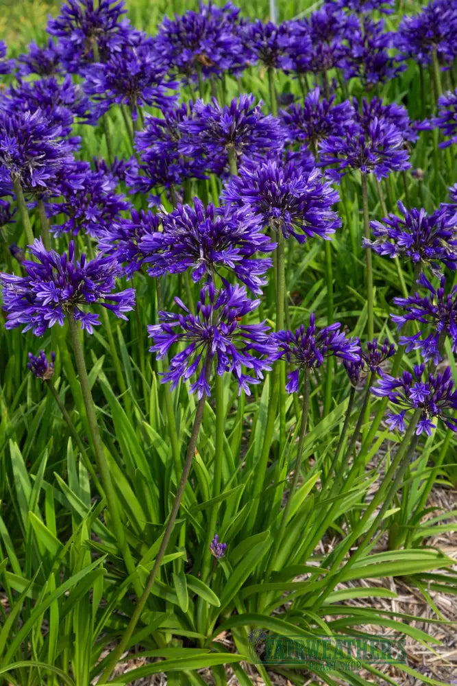 Agapanthus Pretty Heidy - Agapanthus