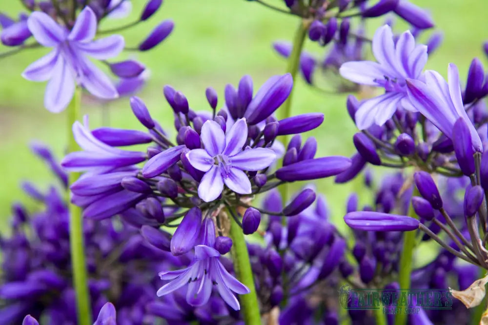 Agapanthus Pretty Heidy - Agapanthus