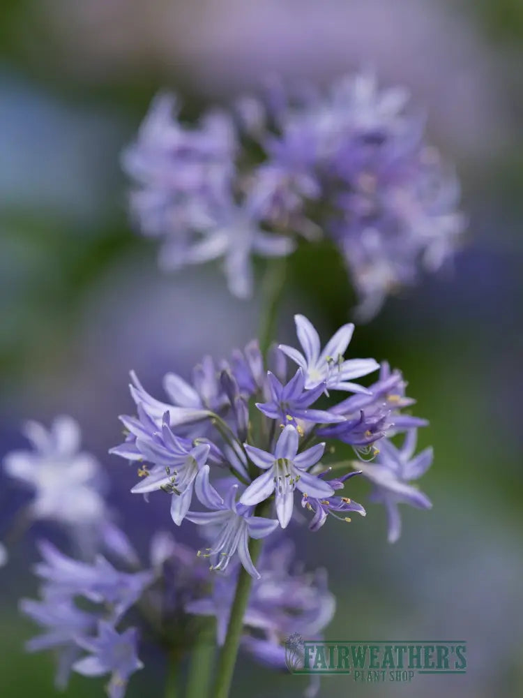 Agapanthus Pretty Sandy - Agapanthus