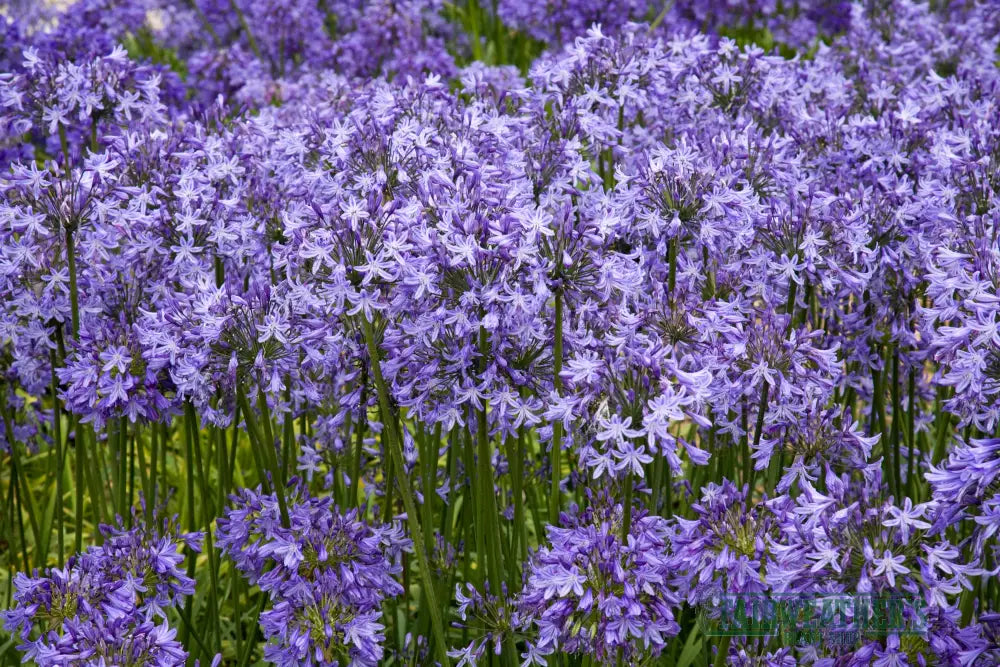 Agapanthus Pretty Sandy - Agapanthus