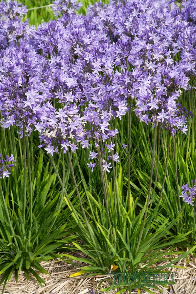 Agapanthus Pretty Sandy - Agapanthus
