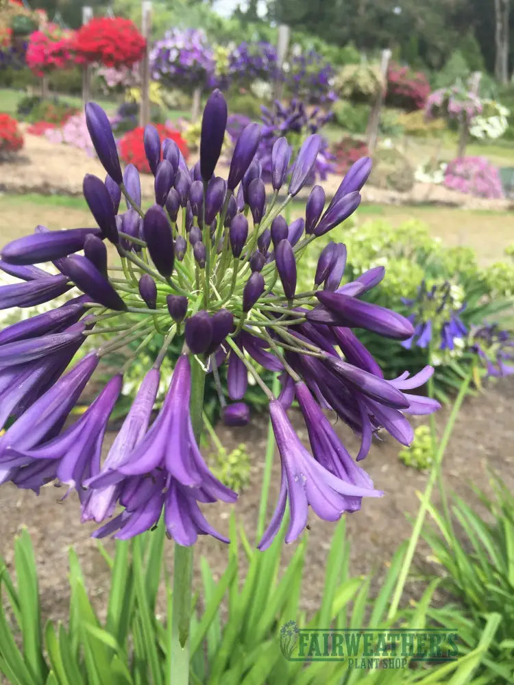 Agapanthus Purple Heart - Agapanthus