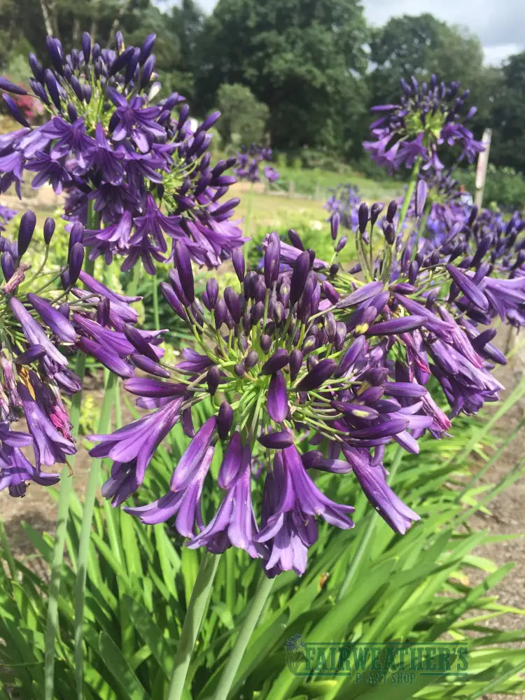 Agapanthus Purple Heart - Agapanthus