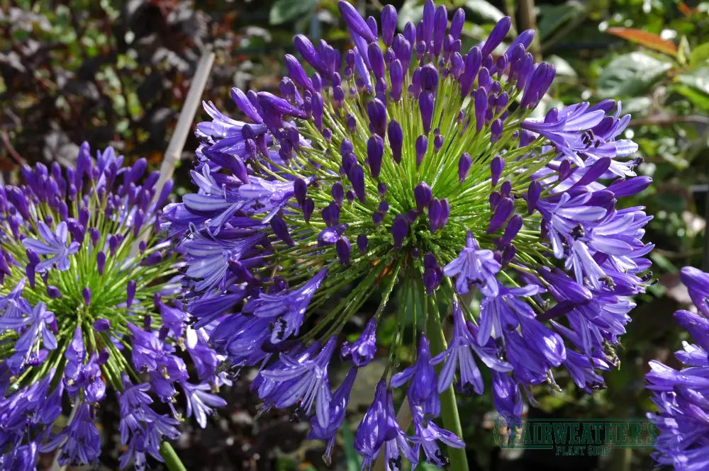Agapanthus Regal Beauty - Agapanthus