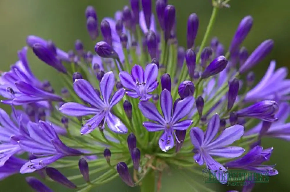 Agapanthus Regal Beauty - Agapanthus