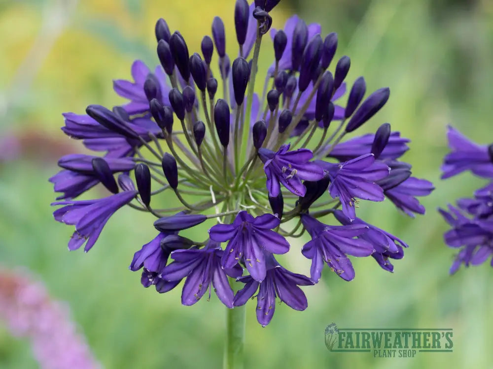 Agapanthus Royal Velvet - Agapanthus