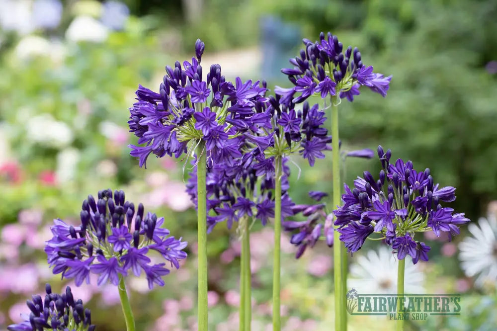 Agapanthus Royal Velvet - Agapanthus