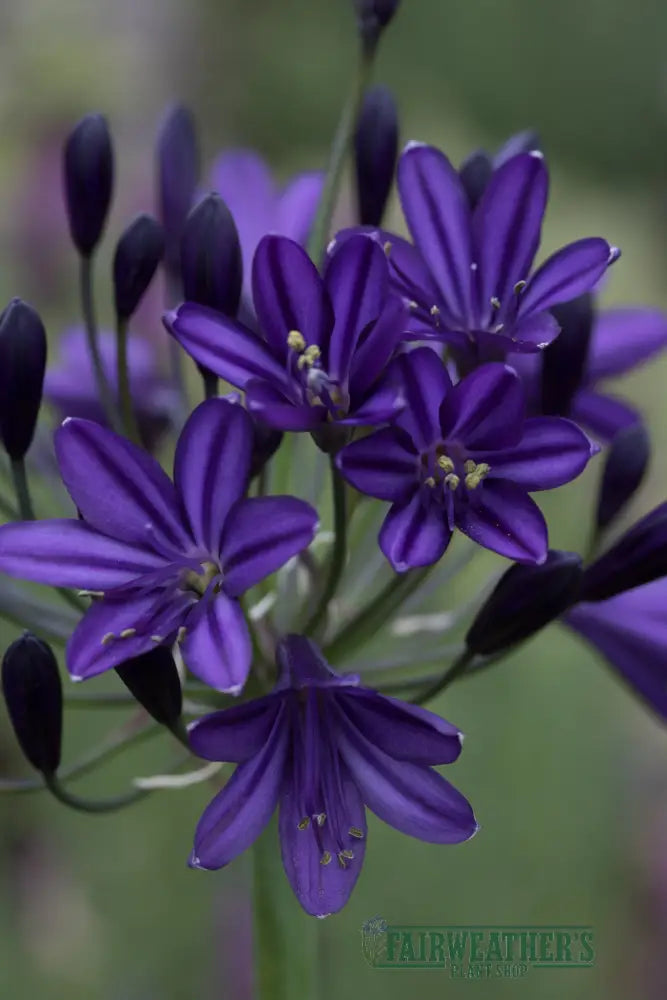 Agapanthus Royal Velvet - Agapanthus