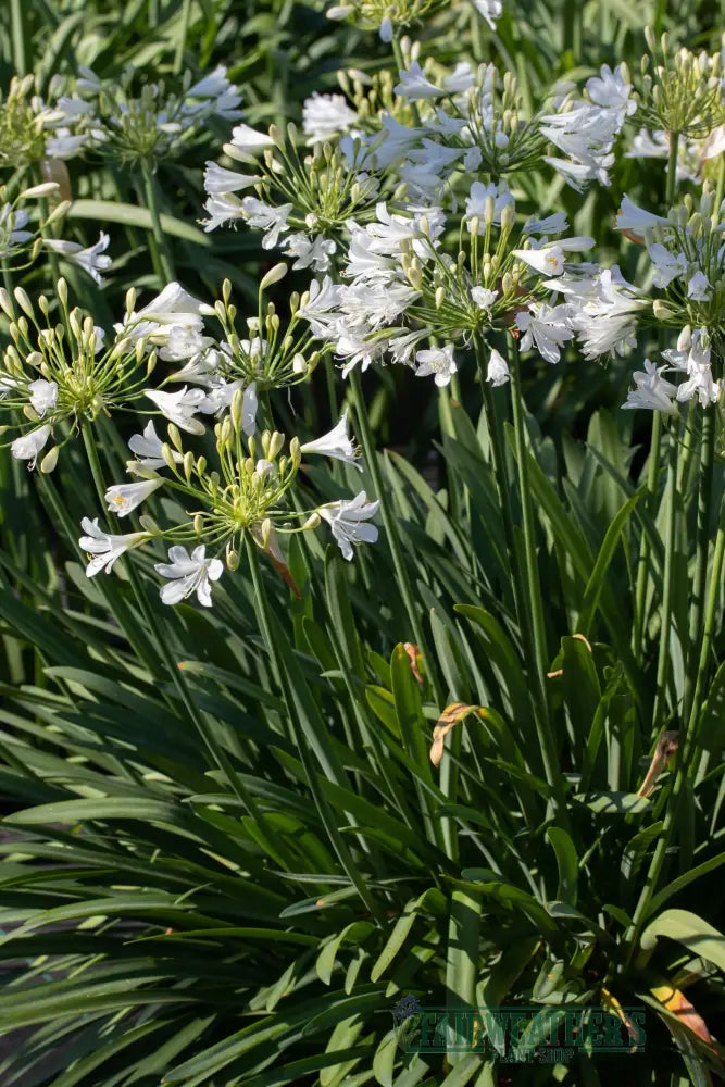 Agapanthus Silver Baby