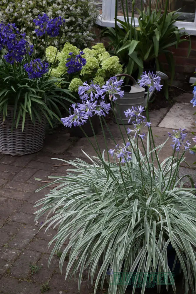 Agapanthus Silver Moon - Agapanthus