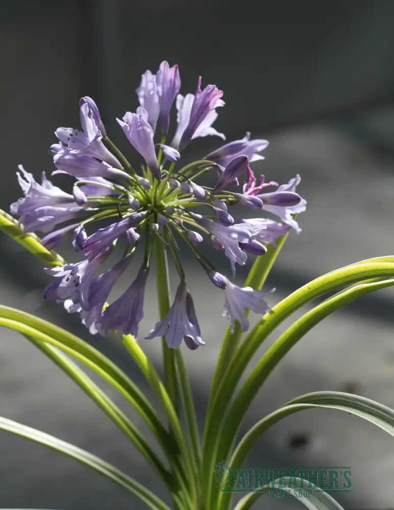 Agapanthus Silver Moon - Agapanthus