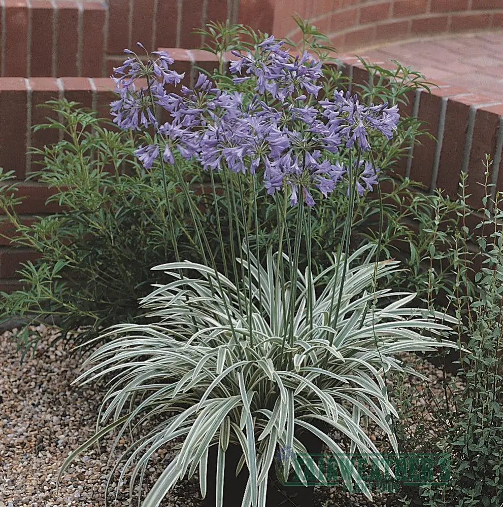 Agapanthus Silver Moon - Agapanthus