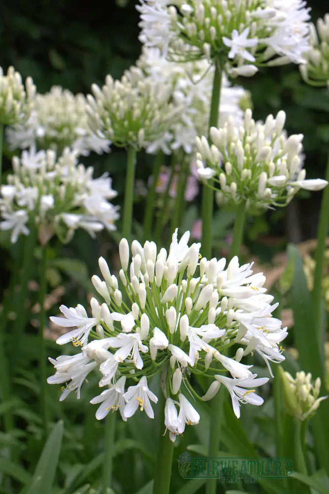 Agapanthus Snow Cloud - Agapanthus