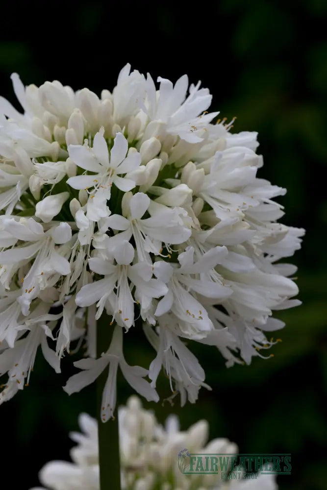 Agapanthus Snow Cloud - Agapanthus