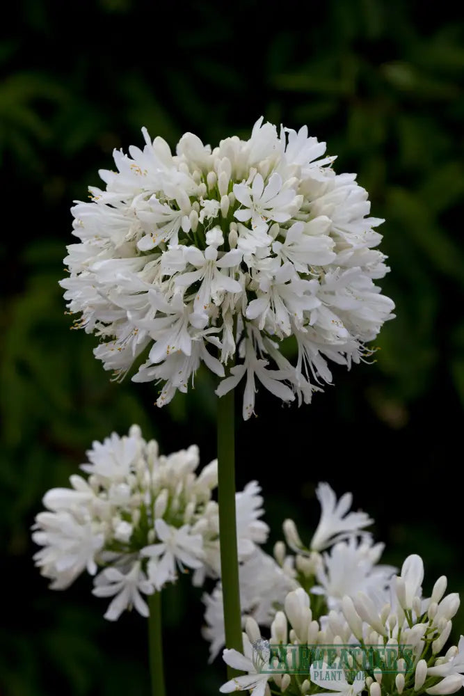 Agapanthus Snow Cloud - Agapanthus