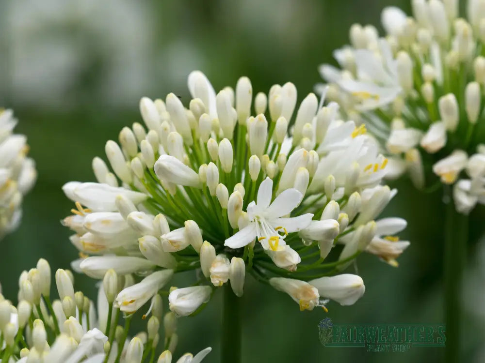 Agapanthus Snow Cloud - Agapanthus