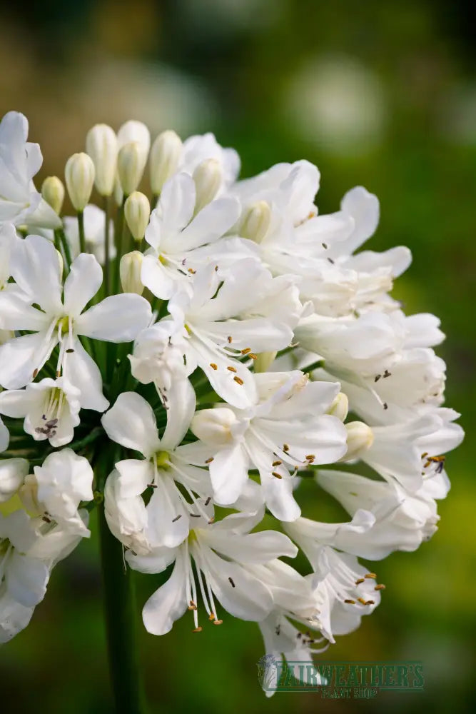 Agapanthus Snow Crystal - Agapanthus