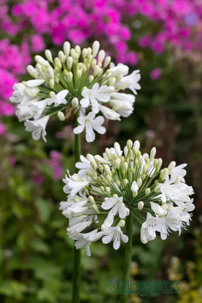 Agapanthus Snow Crystal - Agapanthus