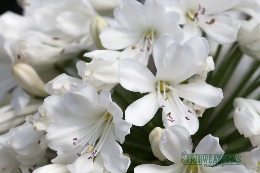 Agapanthus Snow Crystal - Agapanthus