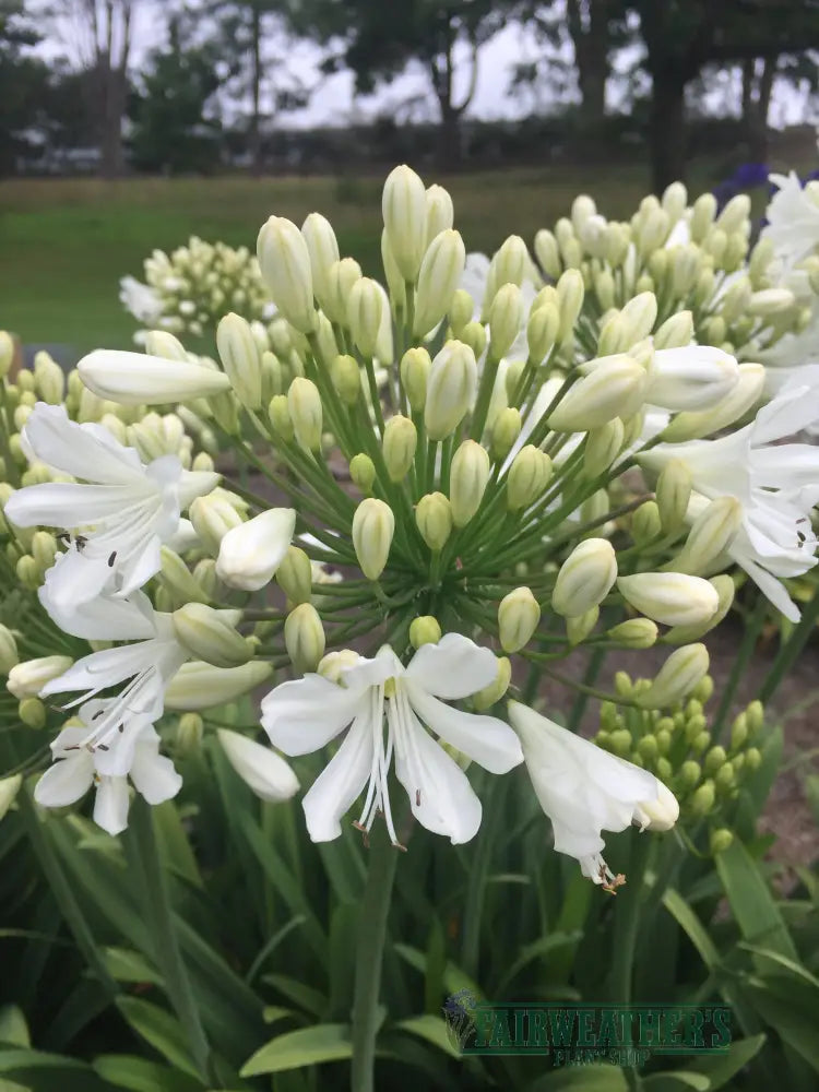 Agapanthus Snow Crystal - Agapanthus