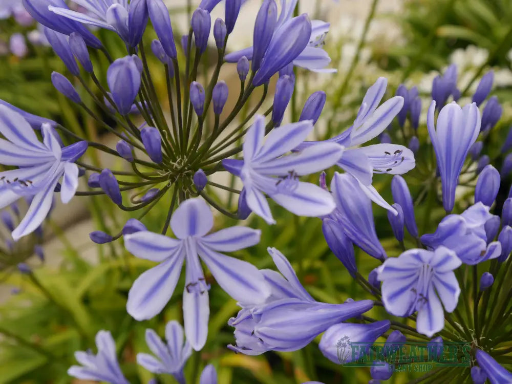 Agapanthus Sweet Surprise