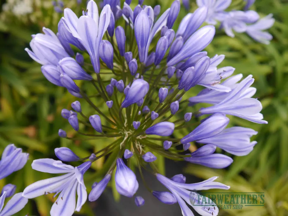 Agapanthus Sweet Surprise