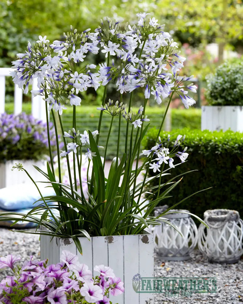 Agapanthus Twister
