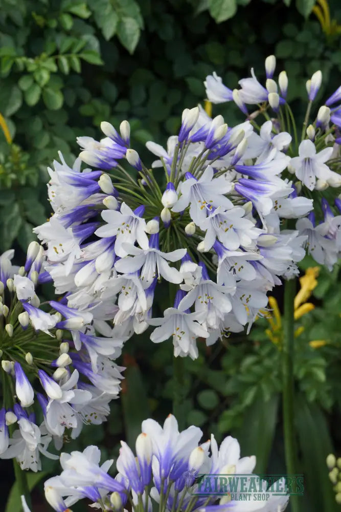 Agapanthus Twister
