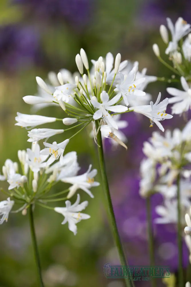 Agapanthus White Pixie - Agapanthus